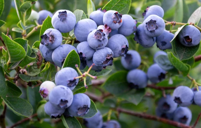 Bharat Berries gallery photograph 14