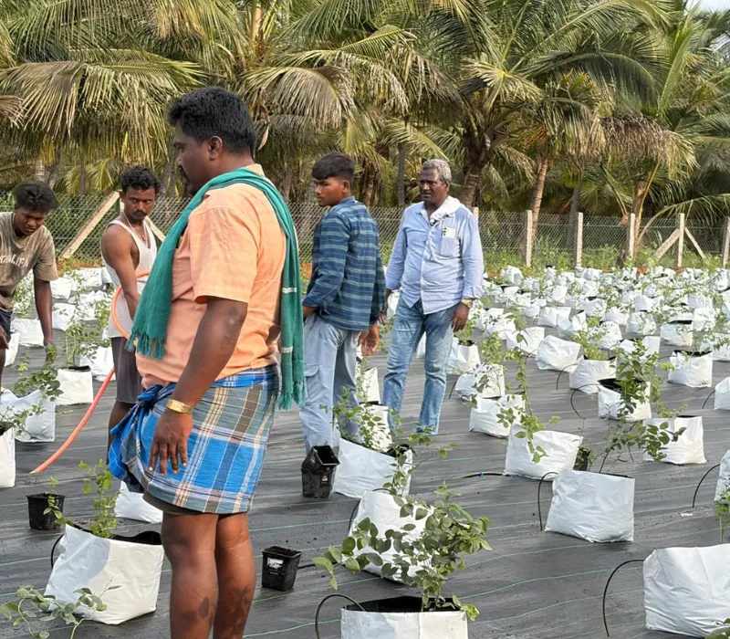 Bharat Berries gallery photograph 10